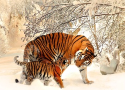 Tygrysy, Zima, Drzewa, Śnieg