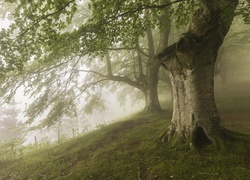 Mgła, Stare, Drzewa