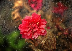 Czerwony, Kwiat, Szyba, Spływające ,Krople, Deszczu ,Odbicie