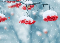 Śnieg, Jarzębina, Gałęzie