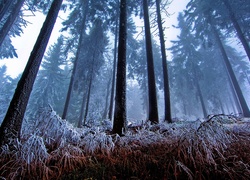 Las, Zima, Mgła