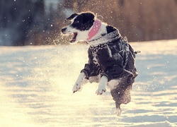 Pies, Śnieg, Zima, Skok