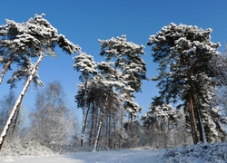 Zima, Śnieg, Las, Drzewa