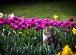 Kot, Kwiaty, Tulipany