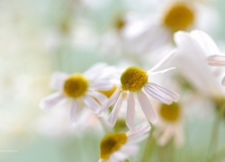 Rumianek, Białe, Kwiaty