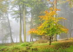 Jesień, Las, Mgła, Drzewo