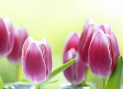 Różowe, Tulipany, Rozmycie