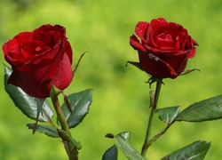 Dwie, Czerwone, Róże
