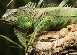 Zielona, Iguana