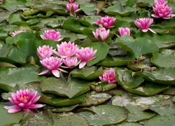 Kwiaty, Lilie wodne