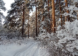 Zima, Las, Droga, Ośnieżone, Drzewa, Śnieg