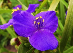 Fioletowy, Kwiat, Trzykrotka, Wirginijska