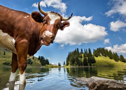 Krowa, Woda, Krajobraz