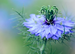 Czarnuszka, Niebieski, Kwiat
