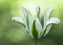 Tulipan, Biało, Zielony, Tło, Rozmyte