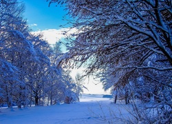 Zima, Drzewa