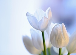 Tulipany, Białe, Kwiaty