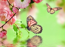 Grafika, Różowe, Kwiaty, Motyle, Woda