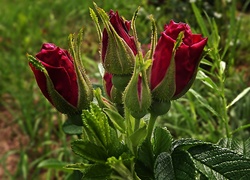 Czerwone, Róże, Pączki