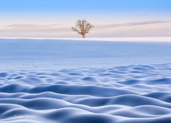 Zima, Samotne, Drzewo