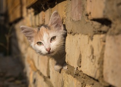 Kot, Mur z cegieł