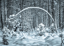 Zima, Ośnieżone Drzewa, Las, Śnieg