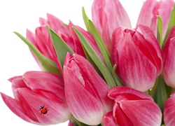 Tulipany, Biedronka