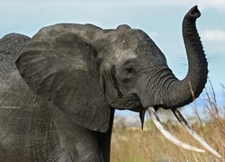 Słoń, Trąba