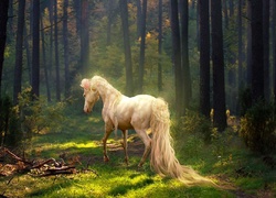 Koń, Las, Drzewa