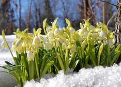 Kwiaty, Śnieżyca, Śnieg, Drzewa