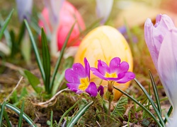 Wielkanoc, Kwiatki, Pisanki, Wiosna