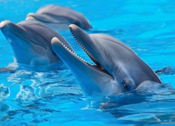 Delfiny, W, Wodzie