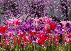 Kolorowe, Tulipany, Wiosna
