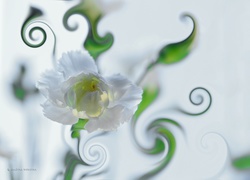 Biały, Goździk, Kwiat