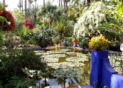 Ogród, Majorelle, Sadzawka, Marrakesz