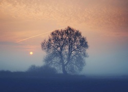 Drzewo, Mgła, Zachód, Słońca