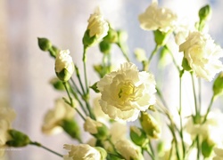 Białe, Goździki, Kwiaty