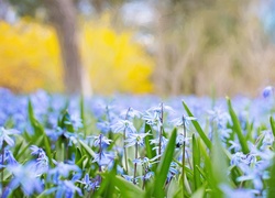 Wiosna, Niebieskie, Kwiaty