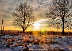 Zima, Wschód słońca, Drzewa