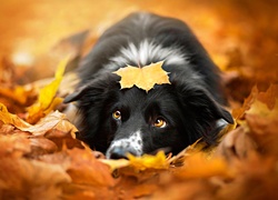 Pies, Jesień, Liście