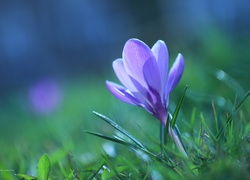 Krokus, Fioletowy, Kwiat
