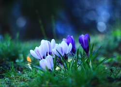 Krokusy, Kwiaty, Wiosna
