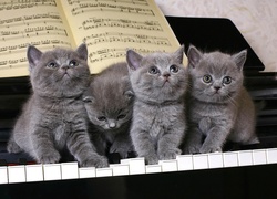 Cztery, Kotki, Pianino