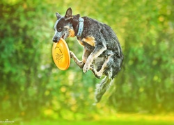 Australijski pies pasterski, Australian Cattle Dog, Skok, Frisbee