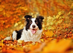 Pies, Border Collie, Jesień, Liście