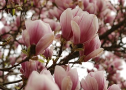 Różowo, Biała, Magnolia