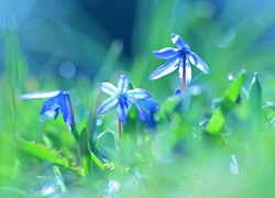 Cebulica Syberyjska, Niebieskie, Kwiaty