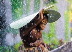 Małpa, Orangutan, Liść, Deszcz