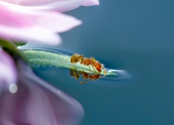Kwiat, Mrówka, Makro