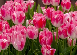 Biało, Różowe, Tulipany, Ogród
